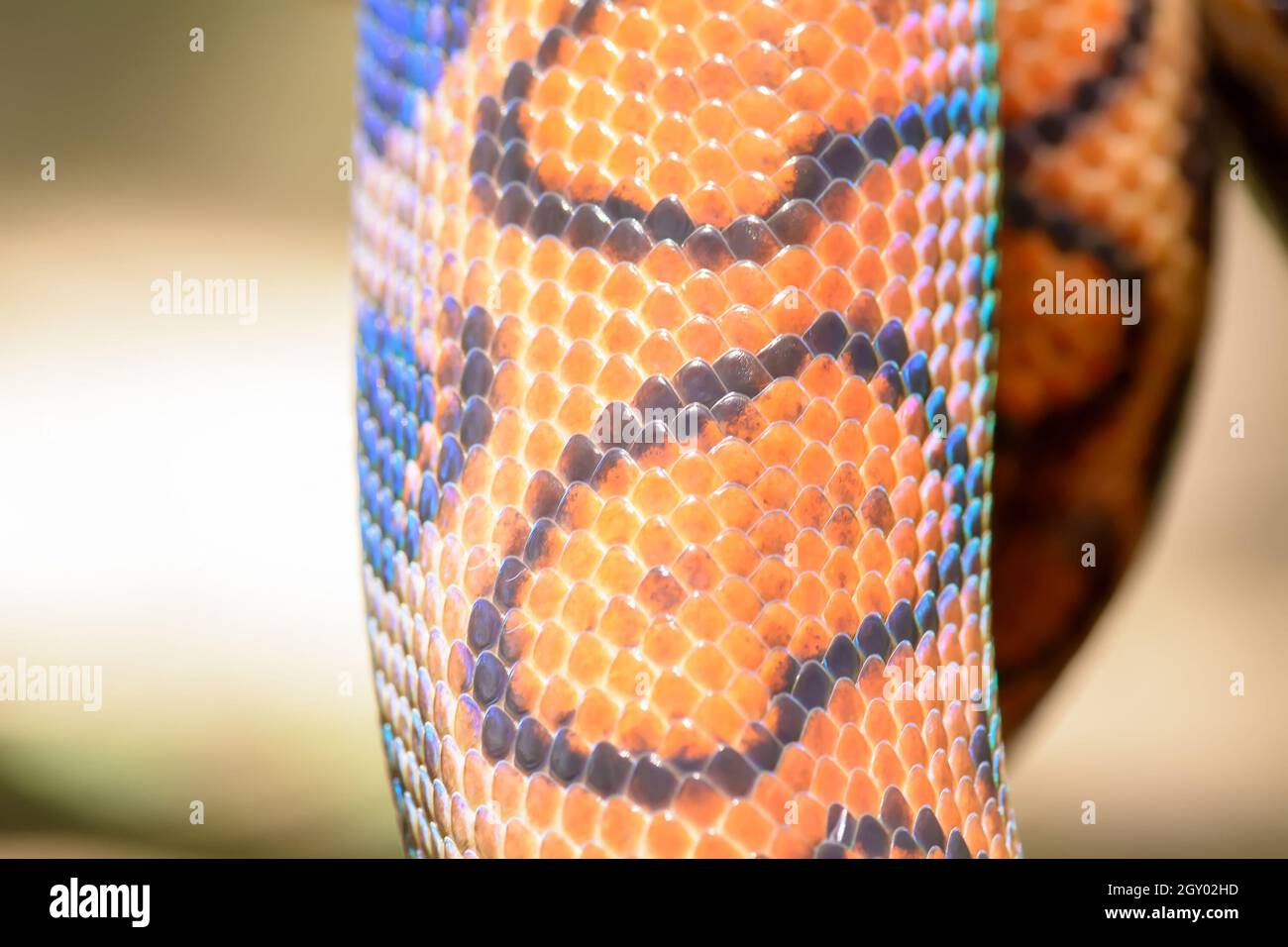 Rainbow python hi-res stock photography and images - Alamy