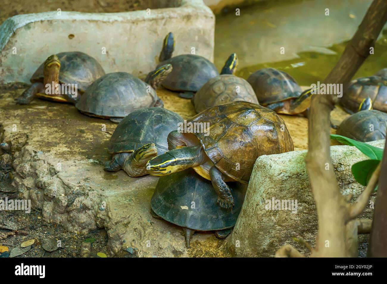 Meny chinese stripe-necked turtle in pond. Stock Photo