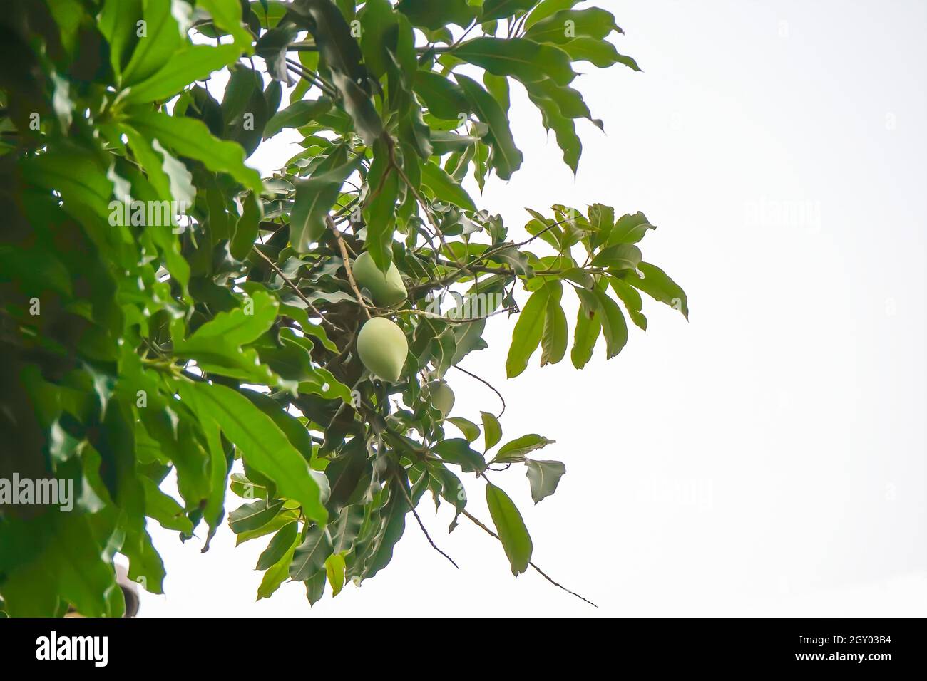 Green mango pairs on the tree on a white background. Stock Photo