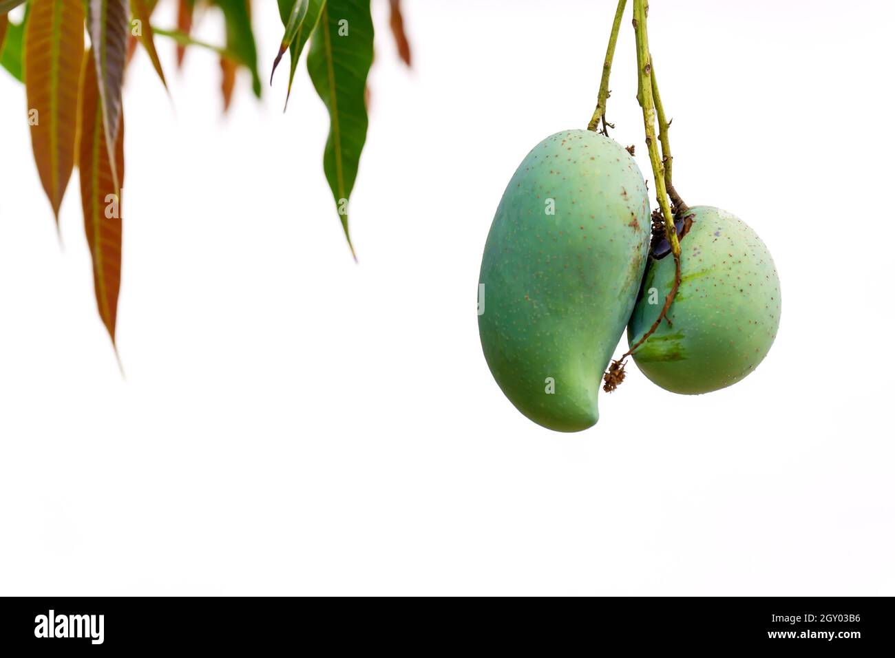 Green mango pairs on the tree on a white background. Stock Photo