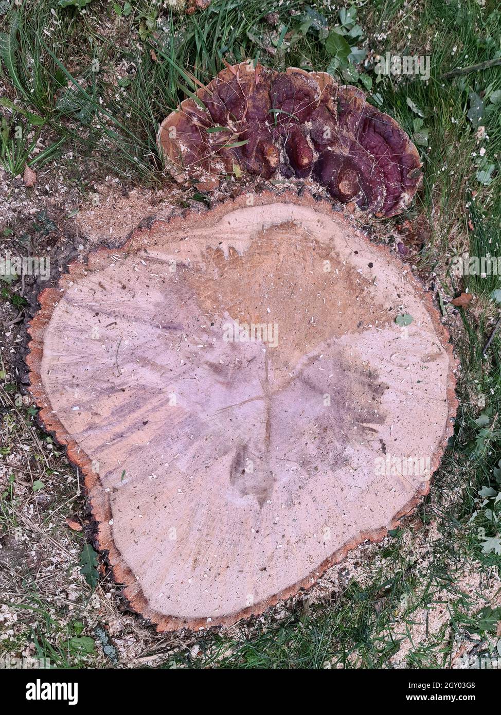 bracket fungus (Ganoderma resinaceum), growing at the foot of an oak trunk, the reason, why the tree was felled, Germany Stock Photo