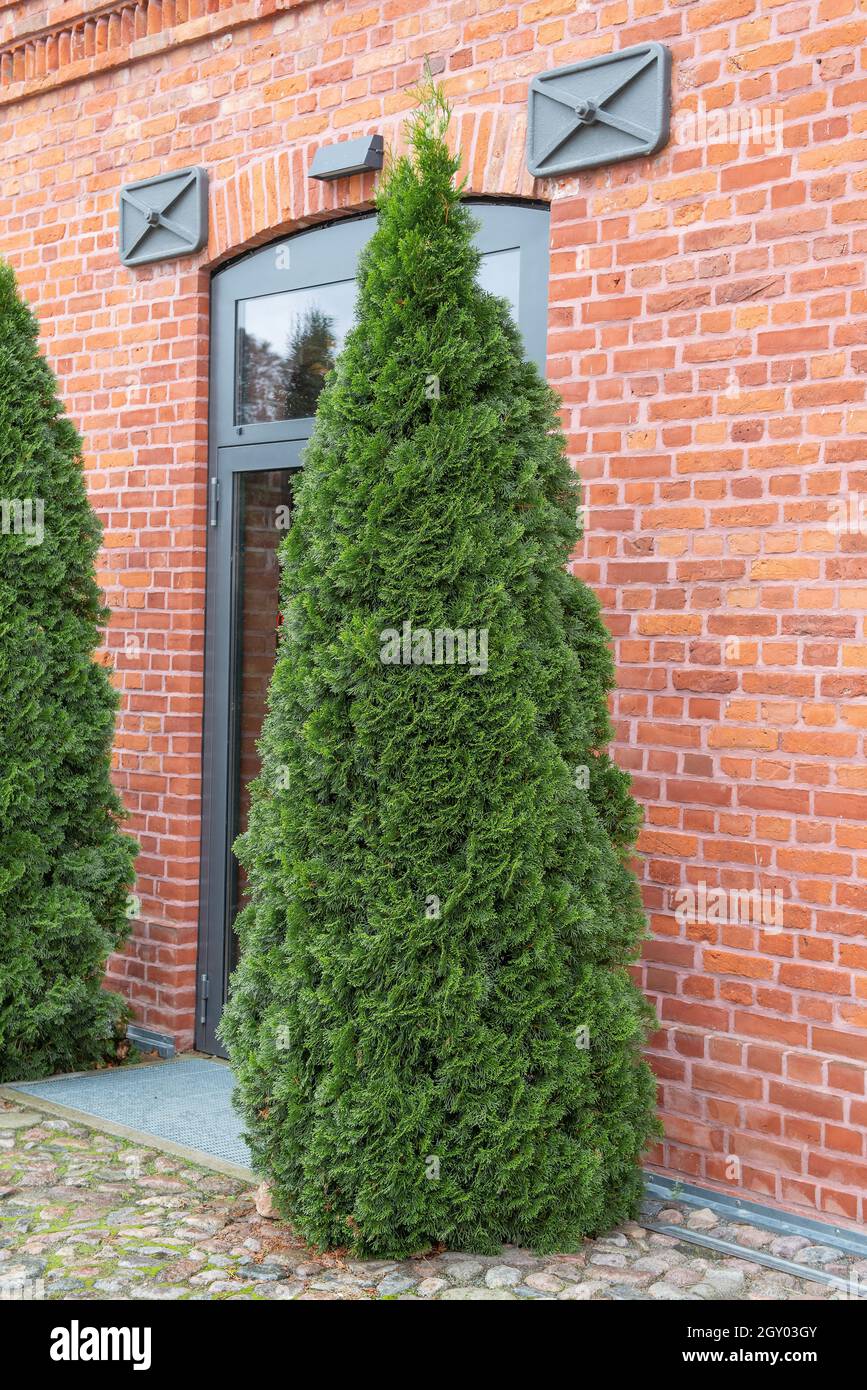 yellow cedar, eastern white cedar (Thuja occidentalis 'Smaragd', Thuja occidentalis Smaragd), cultivar Smaragd Stock Photo