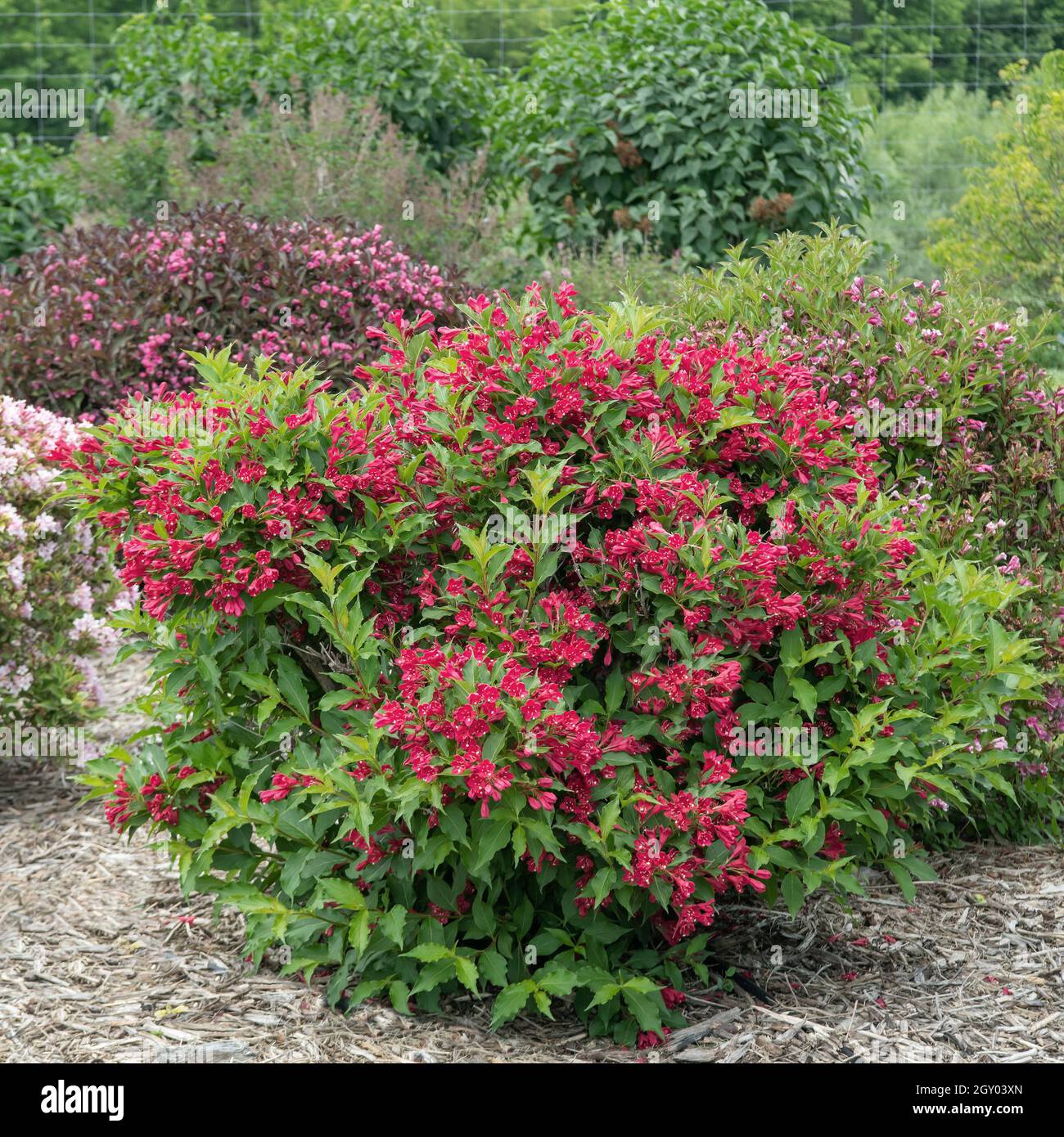 weigela (Weigela 'Red Prince', Weigela Red Prince), blooming, cultivar Red Prince Stock Photo