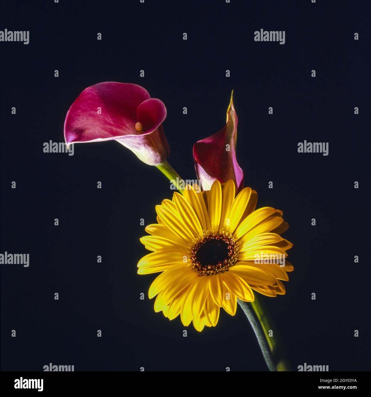 Egyptian Lily High Resolution Stock Photography and Images - Alamy