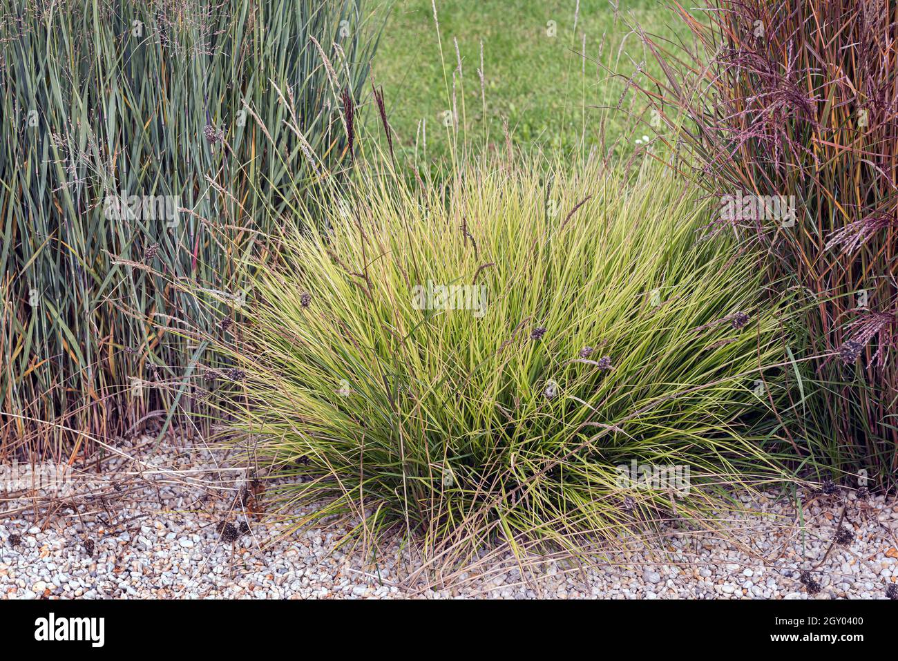 Autumn Moor Grass (Sesleria autumnalis), in a garden, Germany Stock Photo