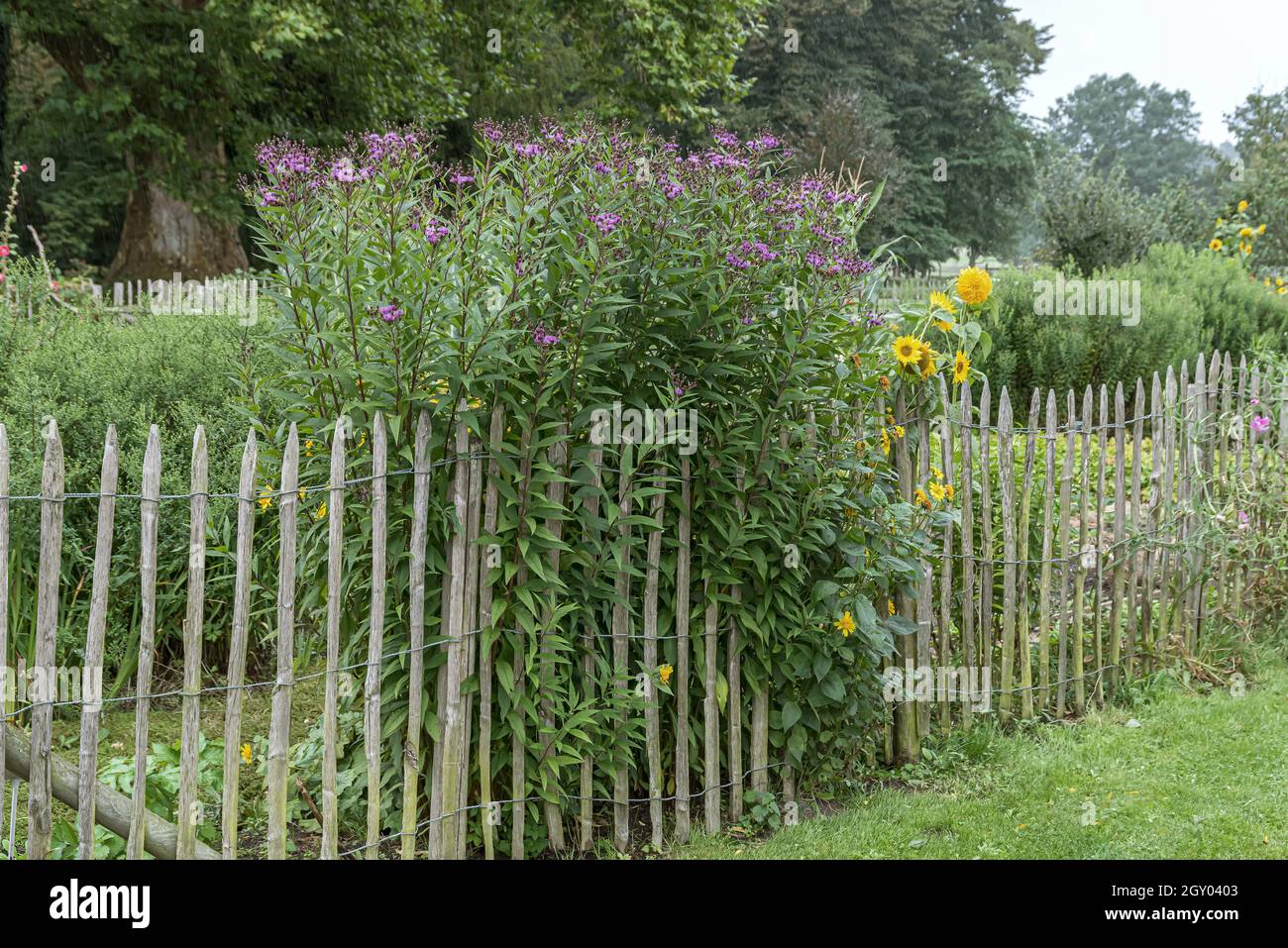 Akrkansas Vernonia (Vernonia crinita), blooming at a garden fence, Germany Stock Photo