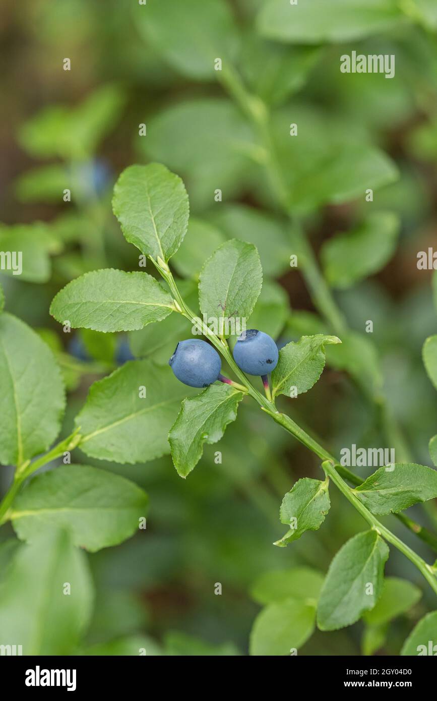 dwarf bilberry, blueberry, huckleberry, low billberry (Vaccinium myrtillus), blueberries on a branch, Germany Stock Photo