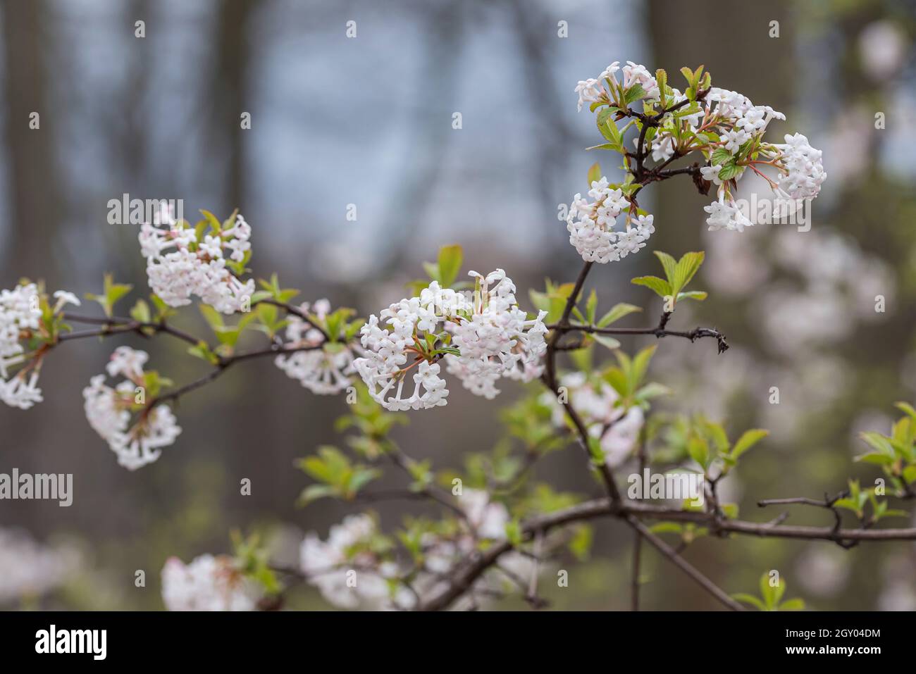 Fragrant Viburnum (Viburnum farreri), blooming, Germany Stock Photo