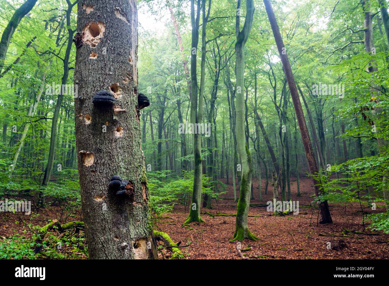 common beech (Fagus sylvatica), deadwood with bracket fungi and woodpecker cavities, Serrahn beech forest, Germany, Mecklenburg-Western Pomerania, Stock Photo