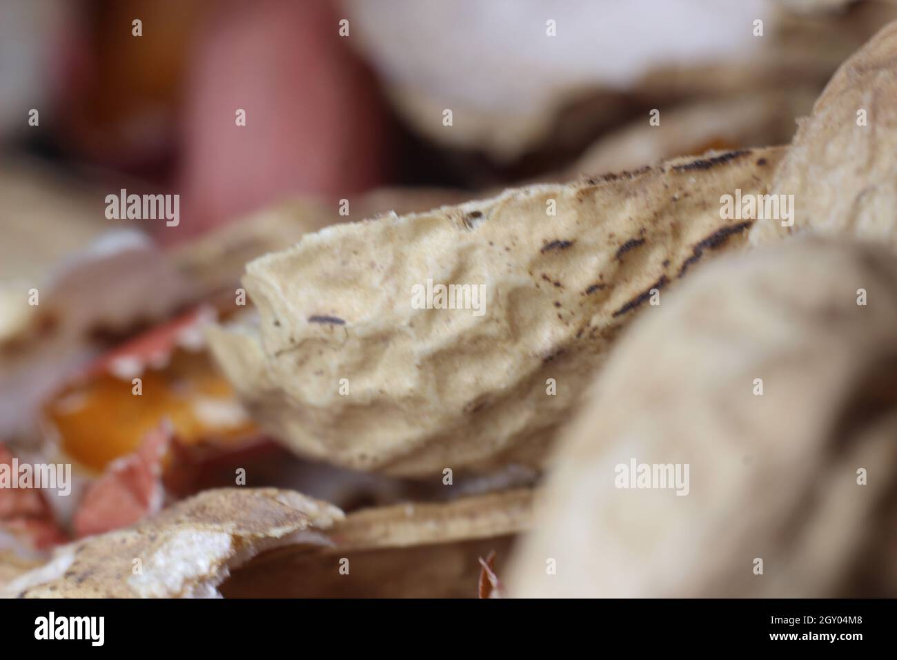 Empty peanut shells spread over floor. Peanut Shell Background Stock