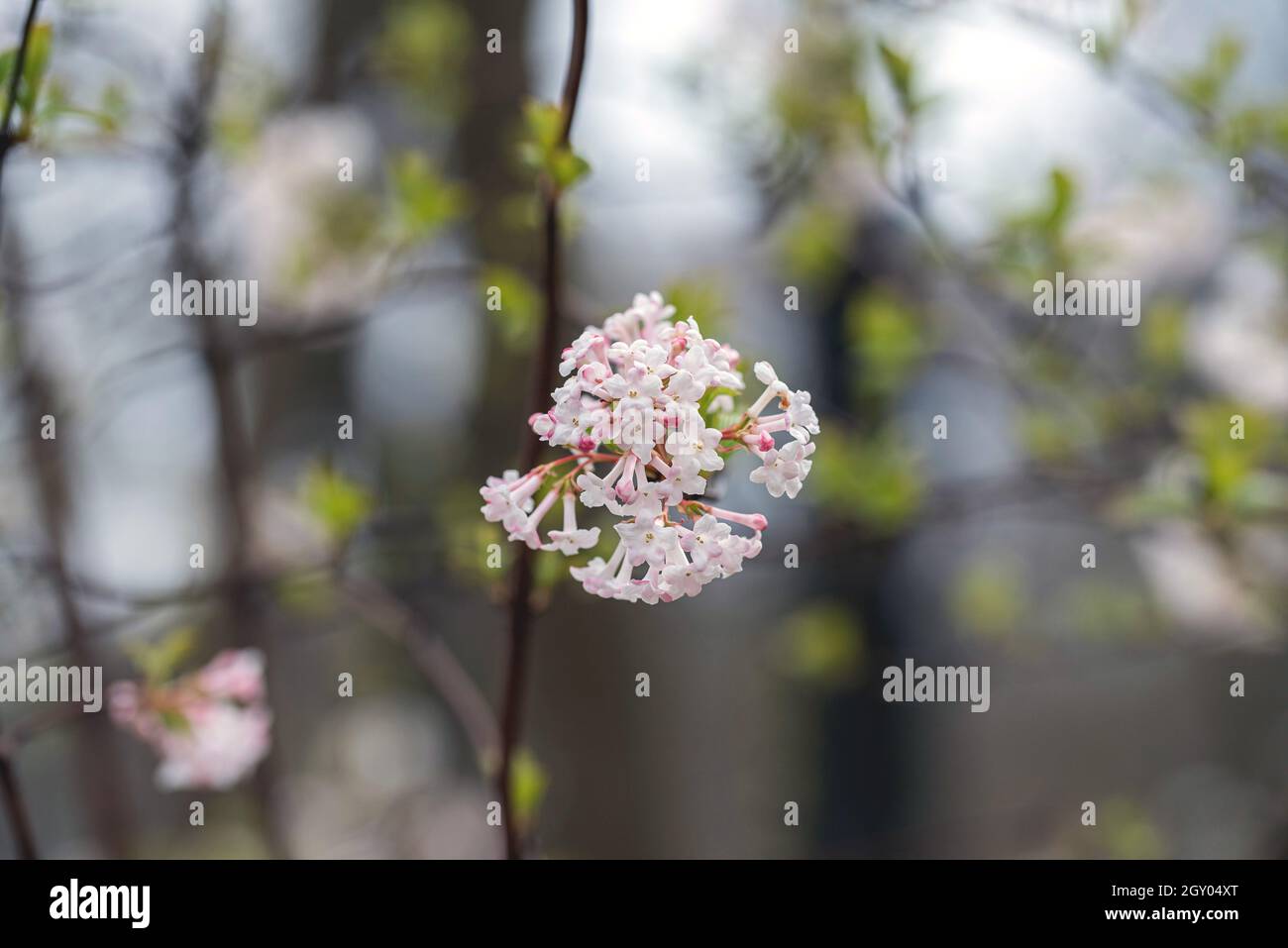 Fragrant Viburnum (Viburnum farreri), blooming Stock Photo