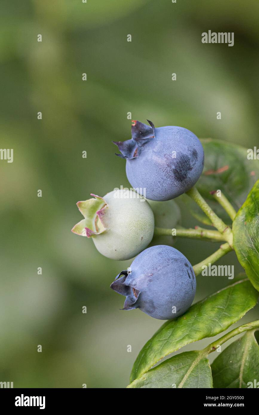 high blueberry, highbush blueberry, swamp blueberry (Vaccinium corymbosum 'Jelly Bean', Vaccinium corymbosum Jelly Bean), fruits on a branch, Stock Photo