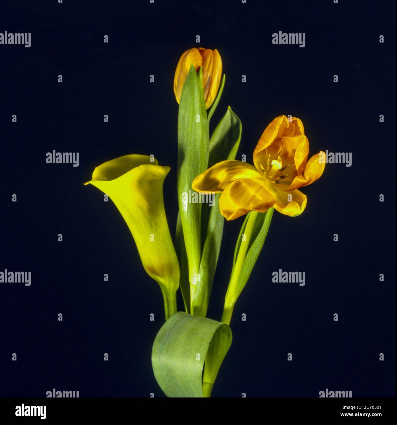 Egyptian Lily High Resolution Stock Photography and Images Alamy