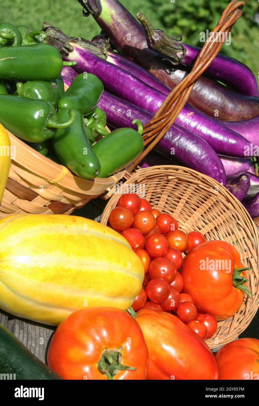 Summer Vegetable Harvest Fresh Organic Tomato Eggplant and Zucchini