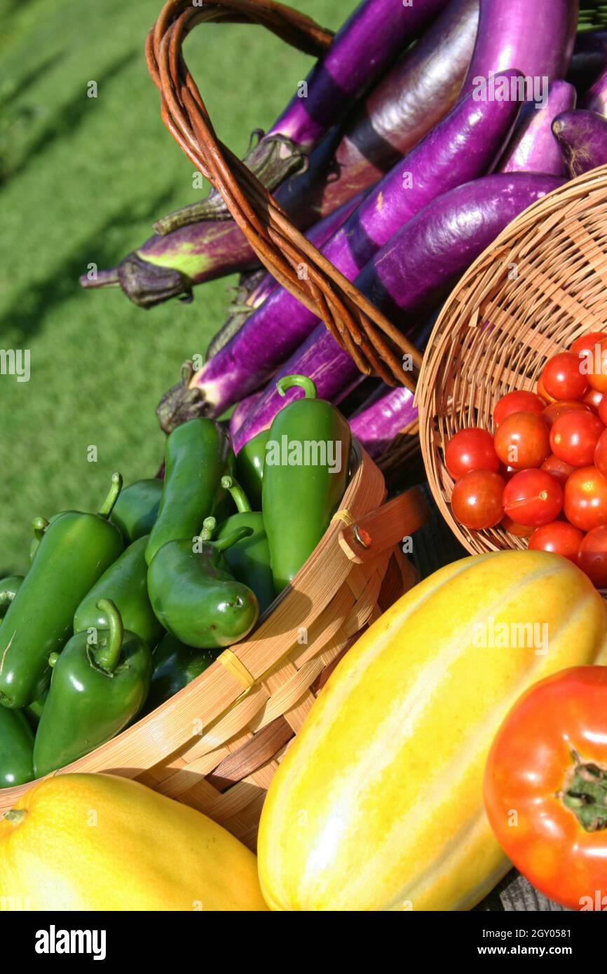 Summer Vegetable Harvest Fresh Organic Tomato Eggplant and Zucchini