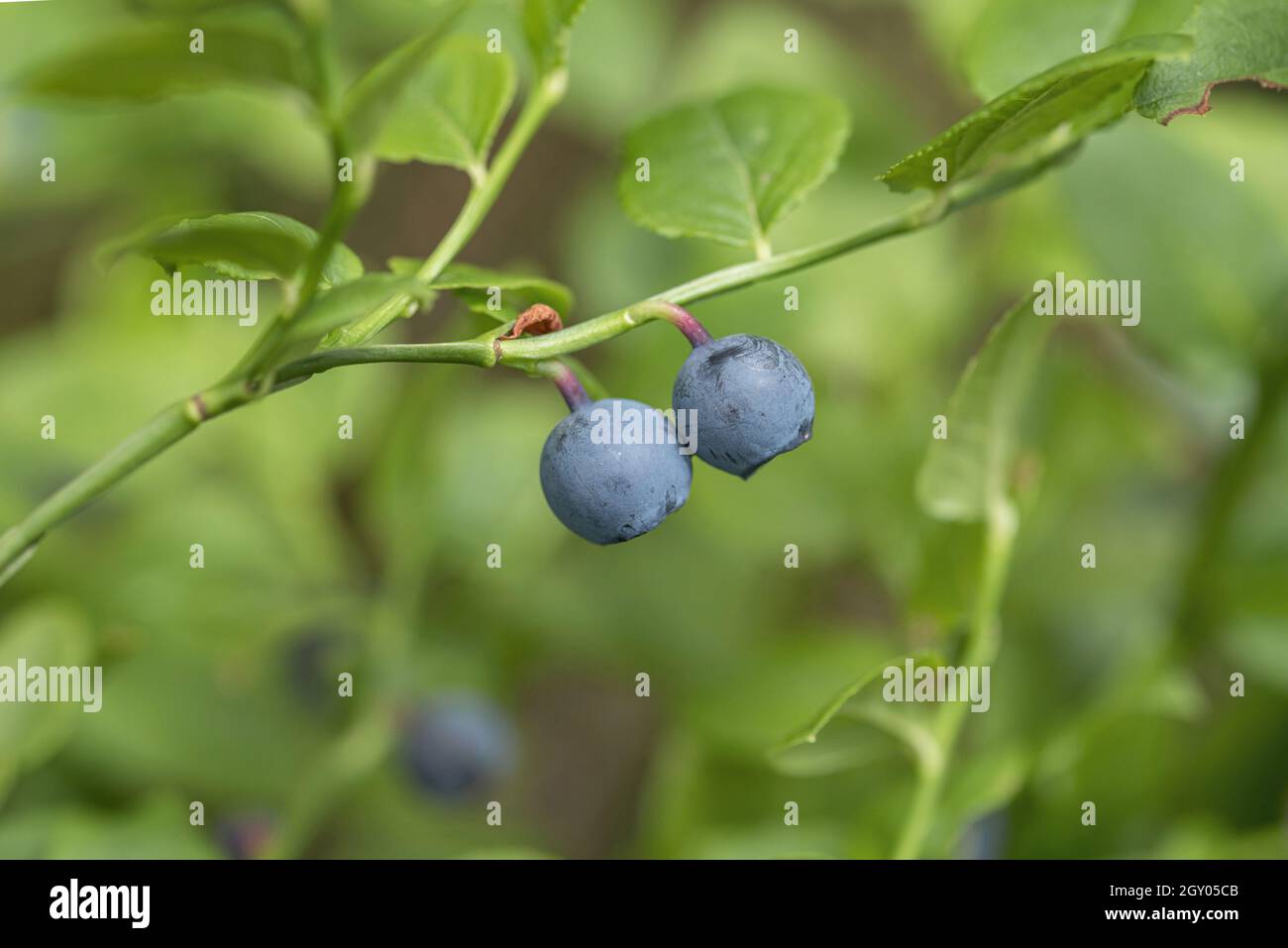 dwarf bilberry, blueberry, huckleberry, low billberry (Vaccinium myrtillus), blueberries on a branch, Germany Stock Photo