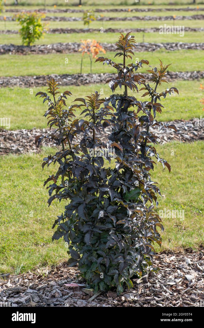 European black elder, Elderberry, Common elder (Sambucus nigra 'Black