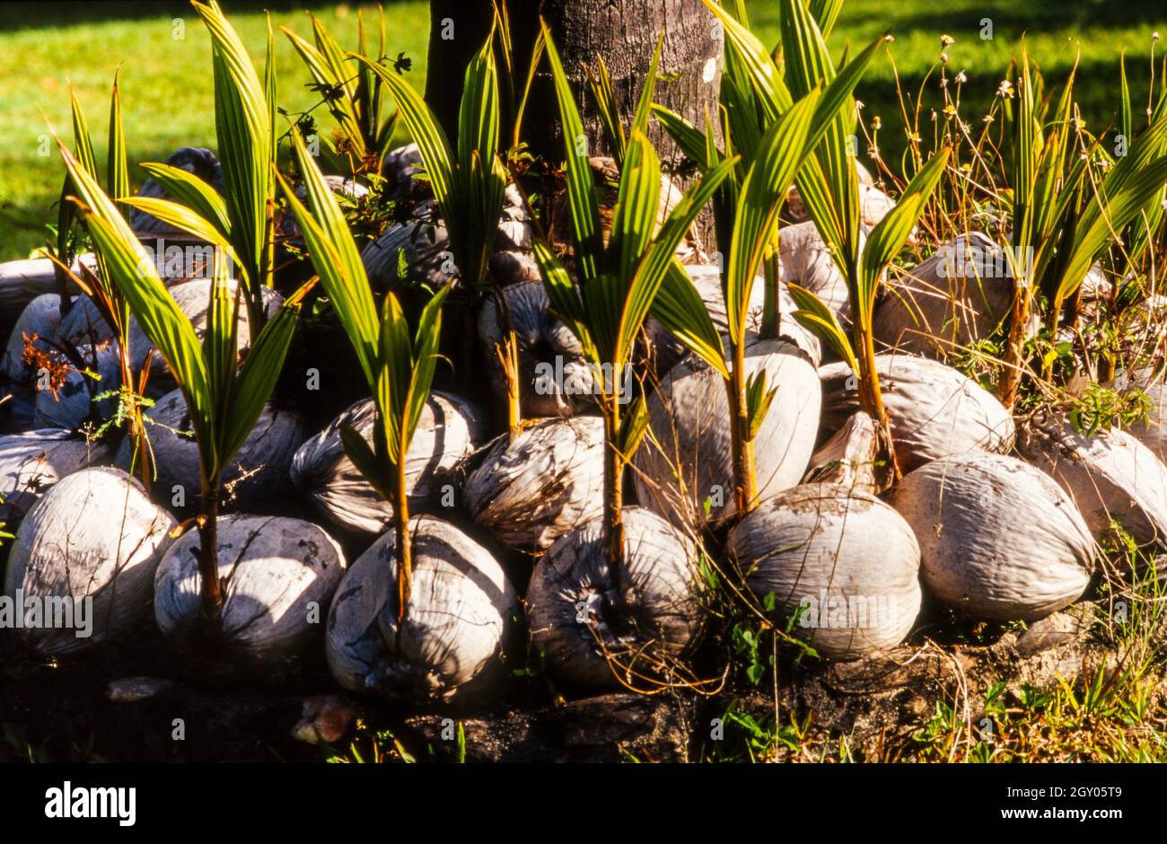 coconut palm (Cocos nucifera), germinating coconuts, Australia
