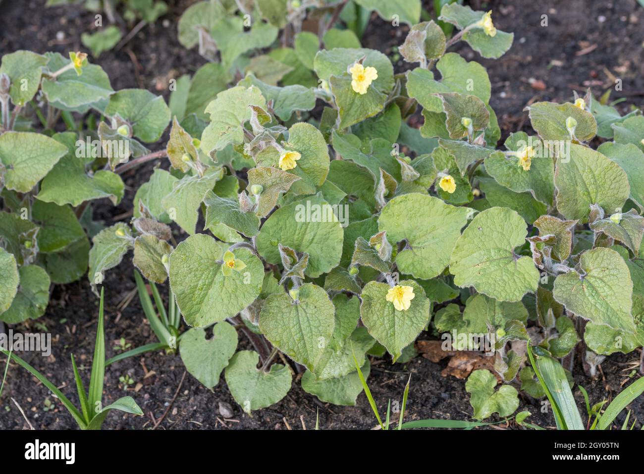 Upright wild ginger (Saruma henryi), blooming, IGA 2017 Stock Photo