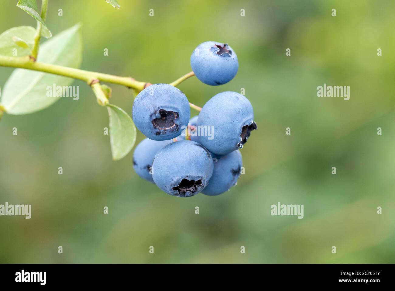 high blueberry, highbush blueberry, swamp blueberry (Vaccinium corymbosum 'Reka', Vaccinium corymbosum Reka), fruits on a branch, cultivar Reka Stock Photo