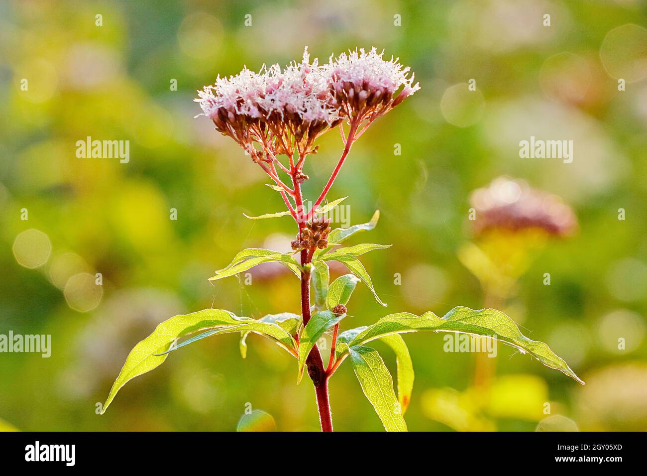 hemp-agrimony, common hemp agrimony (Eupatorium cannabinum), blooming in sunlight, Germany, North Rhine-Westphalia Stock Photo