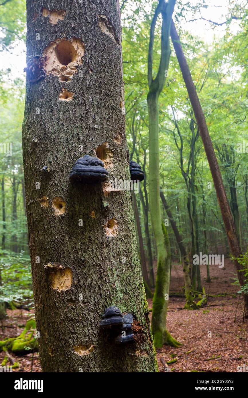 common beech (Fagus sylvatica), deadwood with bracket fungi and woodpecker cavities, Serrahn beech forest, Germany, Mecklenburg-Western Pomerania, Stock Photo