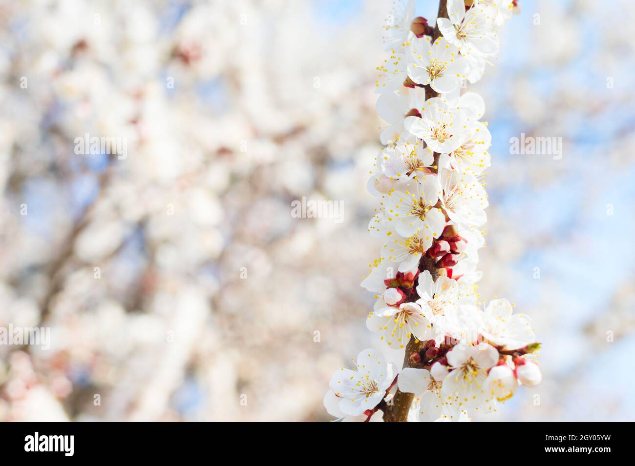 Apricot tree spring blossom flowers. Selective focus, blur Stock Photo ...