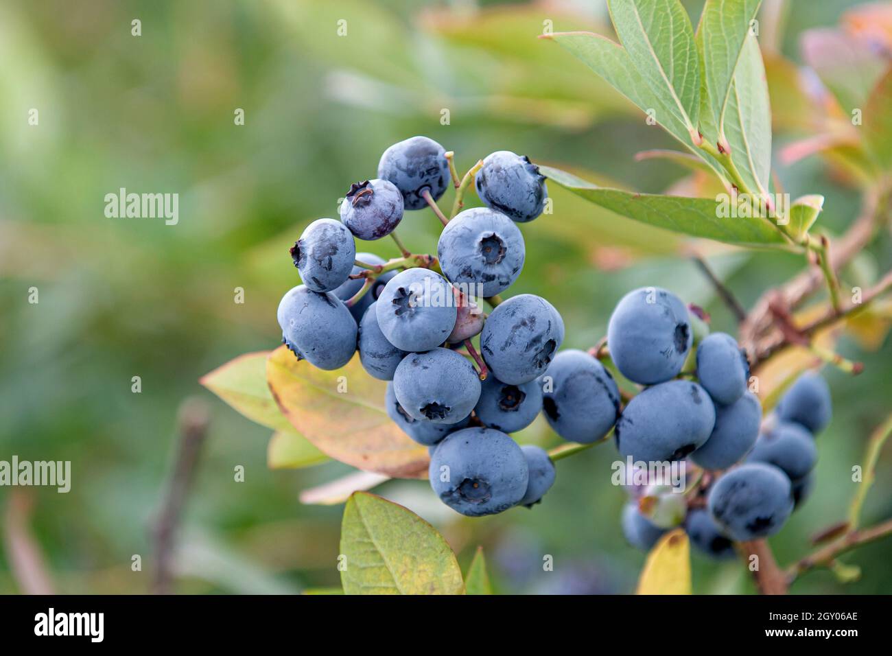 high blueberry, highbush blueberry, swamp blueberry (Vaccinium corymbosum 'Bluecrop', Vaccinium corymbosum Bluecrop), fruits on a branch, cultivar Stock Photo