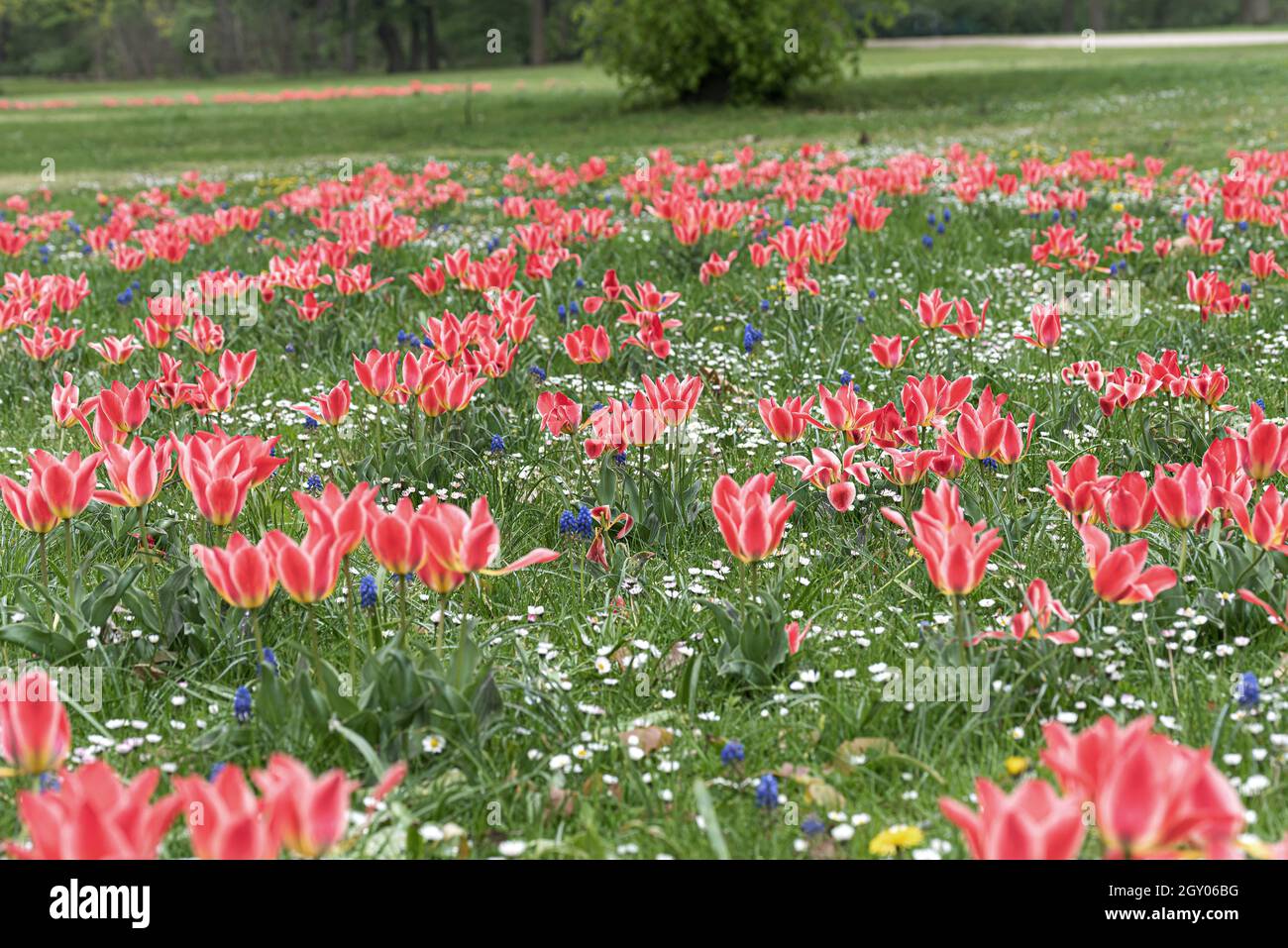 Greig's tulip (Tulipa greigii 'Pinocchio', Tulipa greigii Pinocchio), blooming, cultivar Pinocchio Stock Photo
