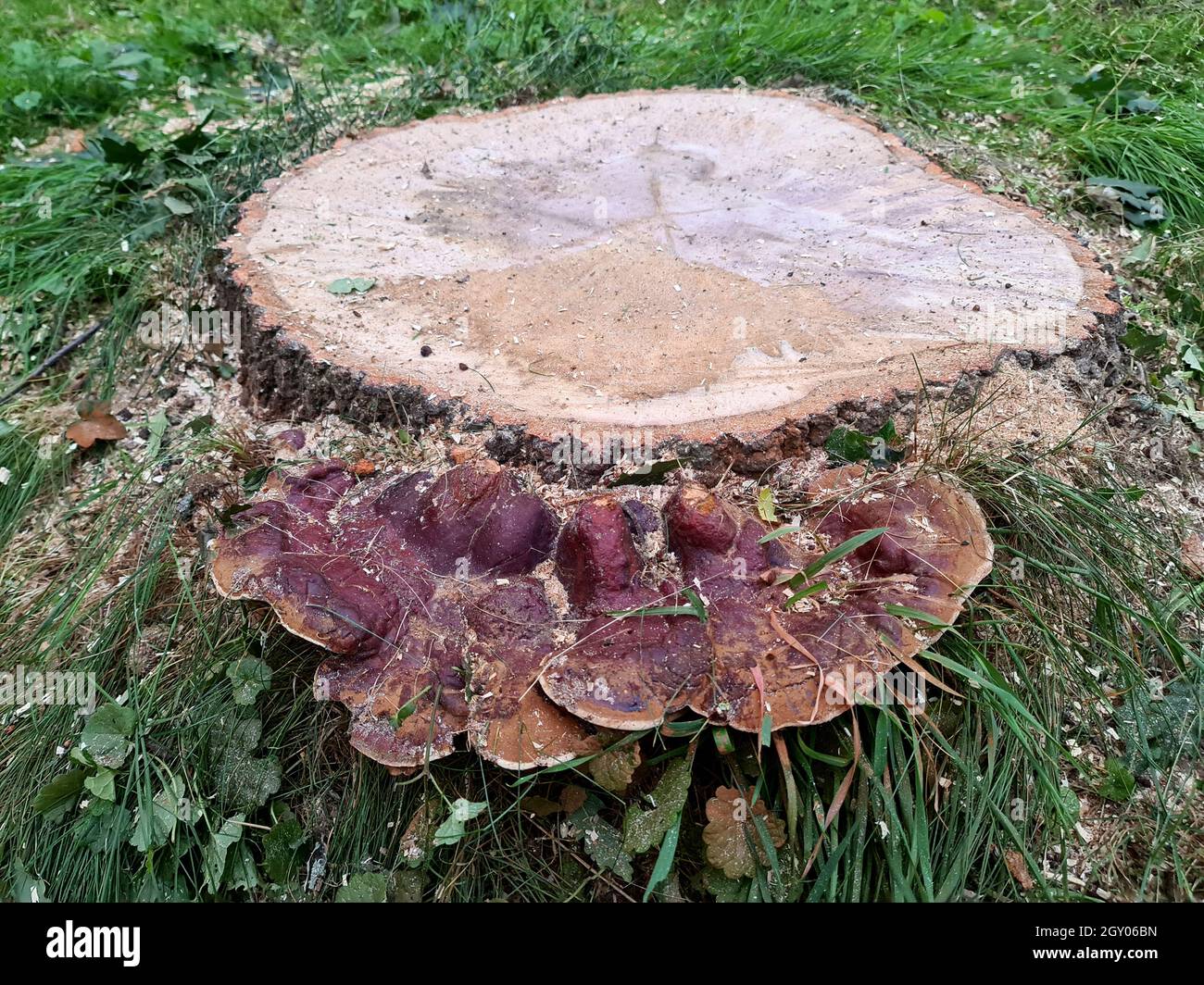 bracket fungus (Ganoderma resinaceum), growing at the foot of an oak trunk, the reason, why the tree was felled, Germany Stock Photo