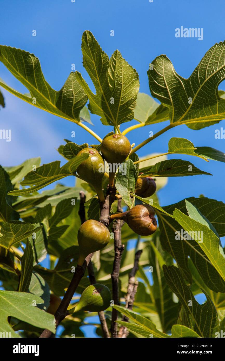 Edible fig, Common fig, Figtree (Ficus carica), fruits and leaves at a twig, Turkey Stock Photo