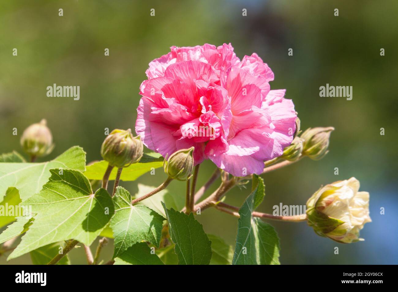 confederate rose (Hibiscus mutabilis), branch with flower, Turkey Stock Photo