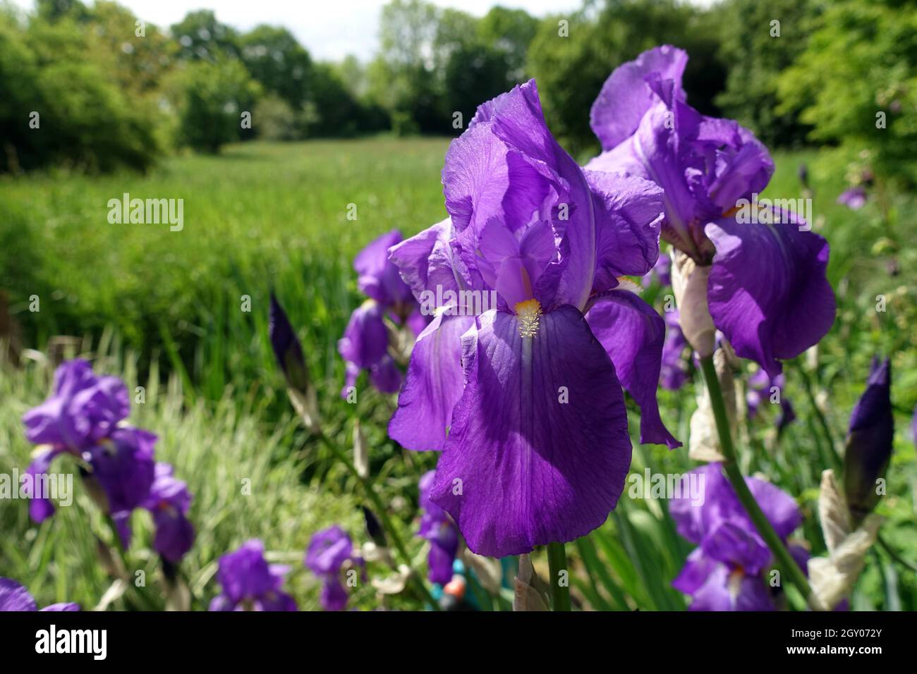 Deutsche Schwertlilie (Iris × germanica), auch RitterSchwertlilie