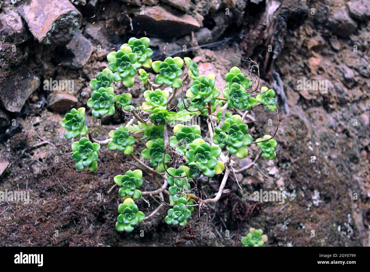 Planta suculenta hi-res stock photography and images - Alamy