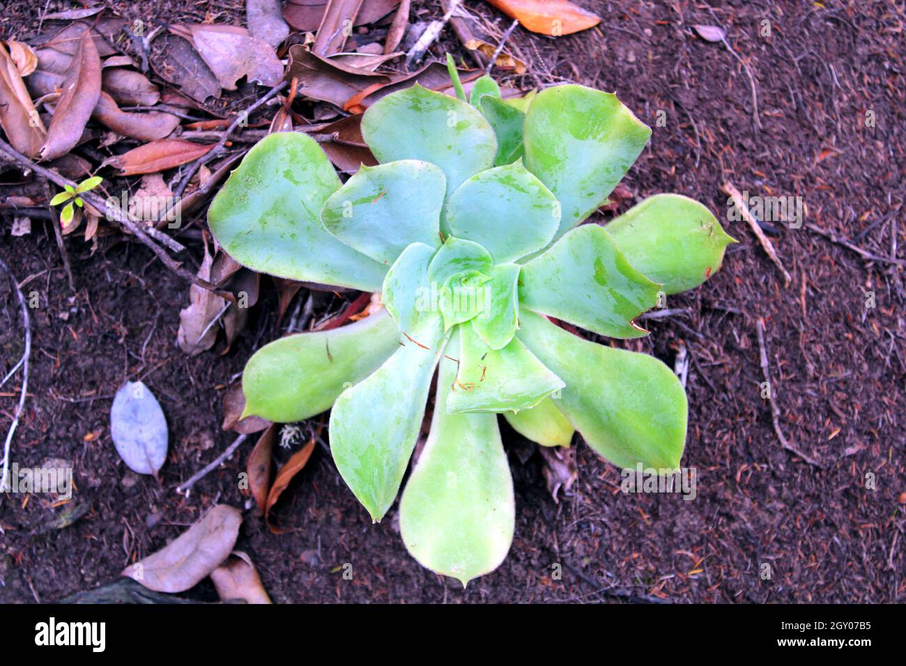 Planta suculenta hi-res stock photography and images - Alamy