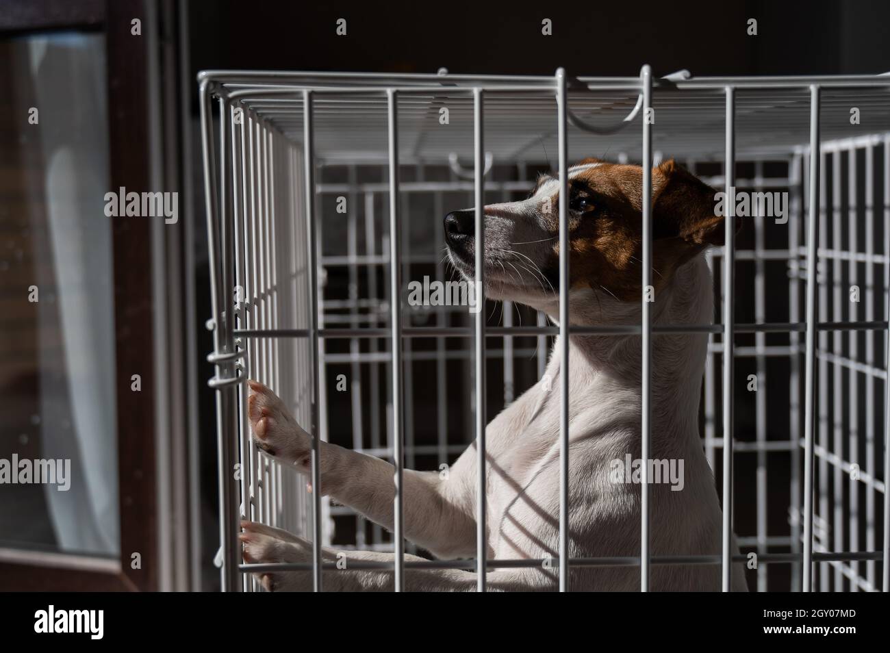 Sad dog Jack Russell Terrier in a cage Stock Photo Alamy