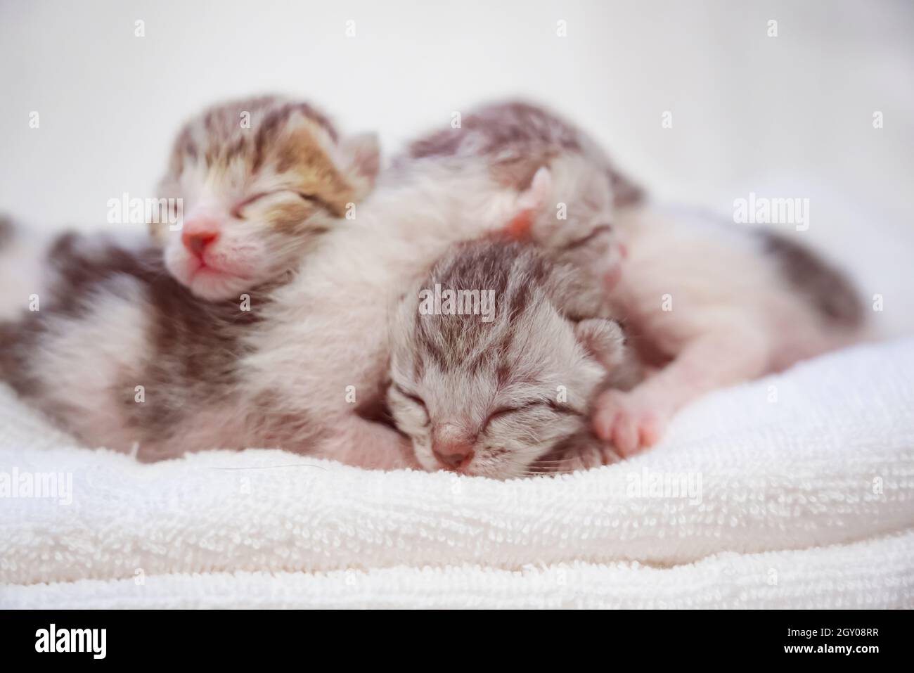 Newborn small Scottish Fold kittens in white blanket. Little straight striped cute baby kitten grey color. Stock Photo