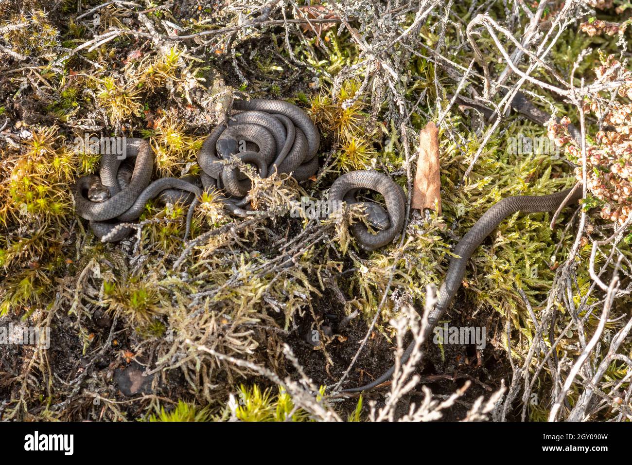Neonate baby smooth snakes (Coronella austriaca), a rare reptile species, basking together in natural heathland habitat in Surrey, England, UK Stock Photo