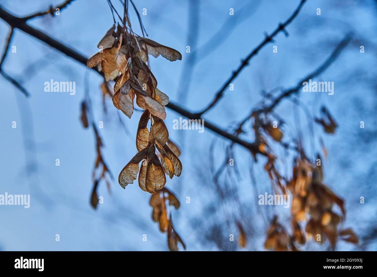 gummy plants Plant People Green Apple WonderGreens Veggie Gummies main image 1