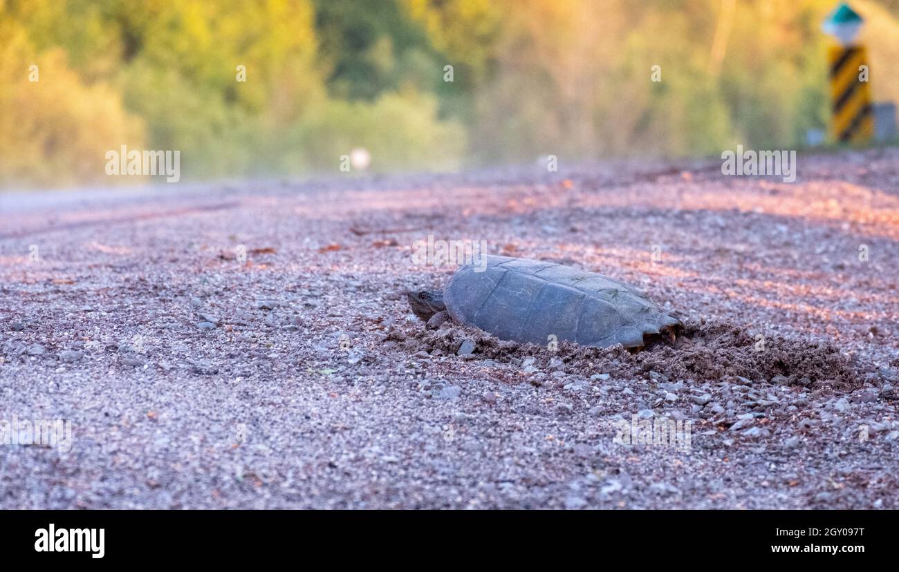 Snapping turtle lays eggs in a nest Stock Photo