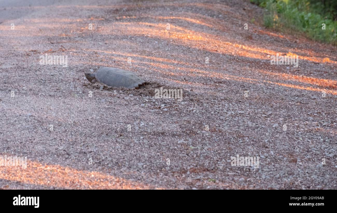 Snapping turtle lays eggs in a nest Stock Photo