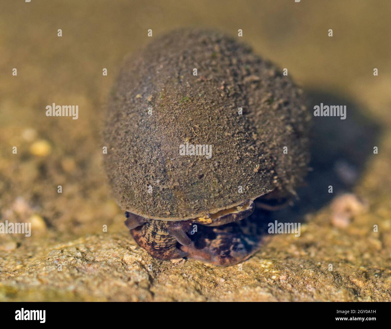 Closeup detail of freshwater aquatic snail at surface of water