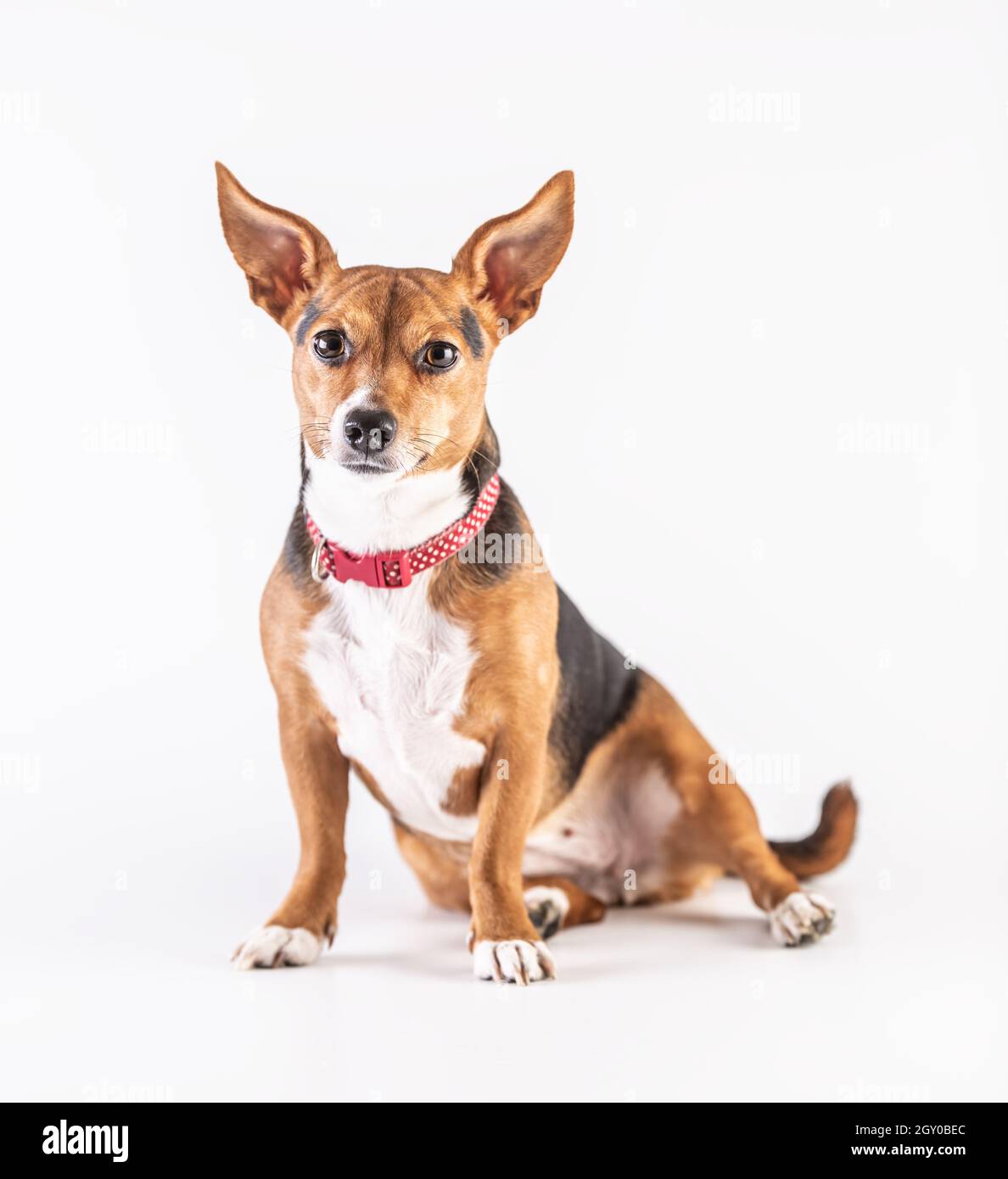 Isolated happy brown white and black dog with red collar isolated on white background. Stock Photo