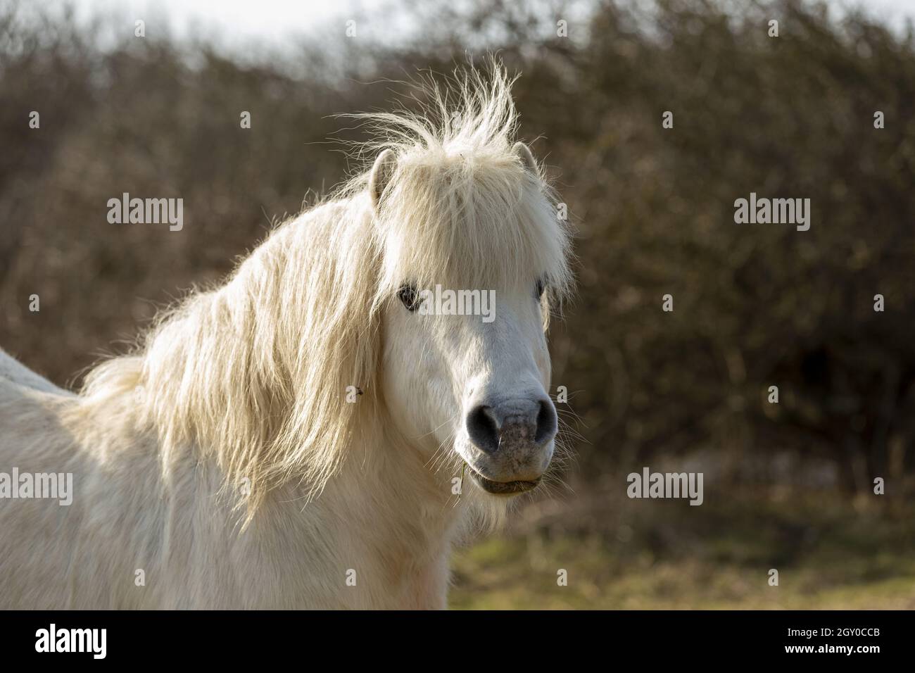 Shetland ponies Seven sisters England. United Kingdom Stock Photo