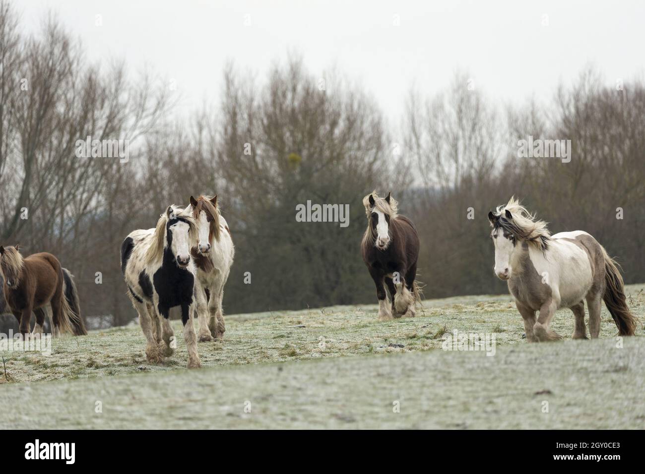 Gypsy Vanner Vaner Draft horse Port Meadow Oxford England Stock Photo