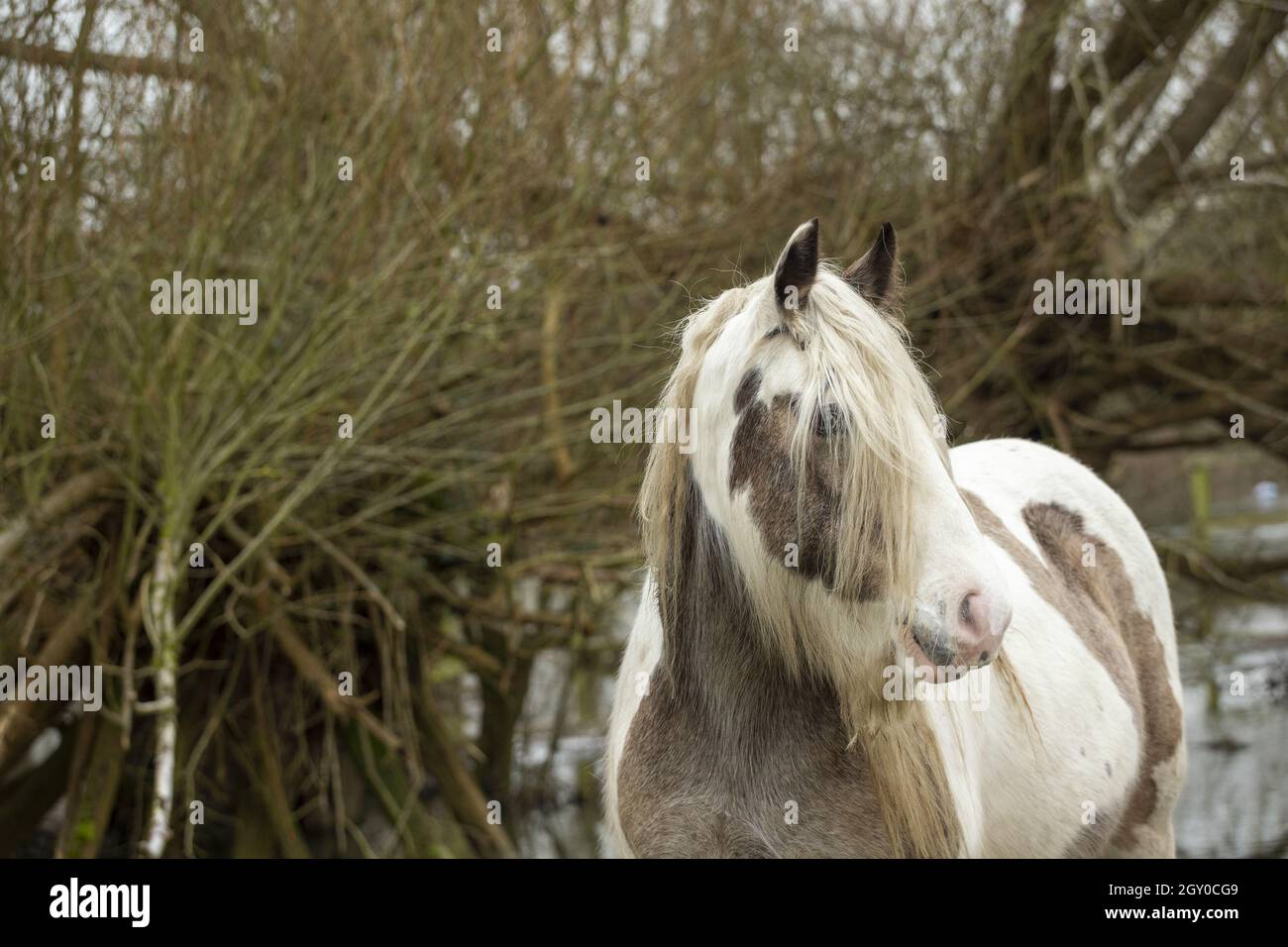 Port meadow oxford horses hires stock photography and images Alamy