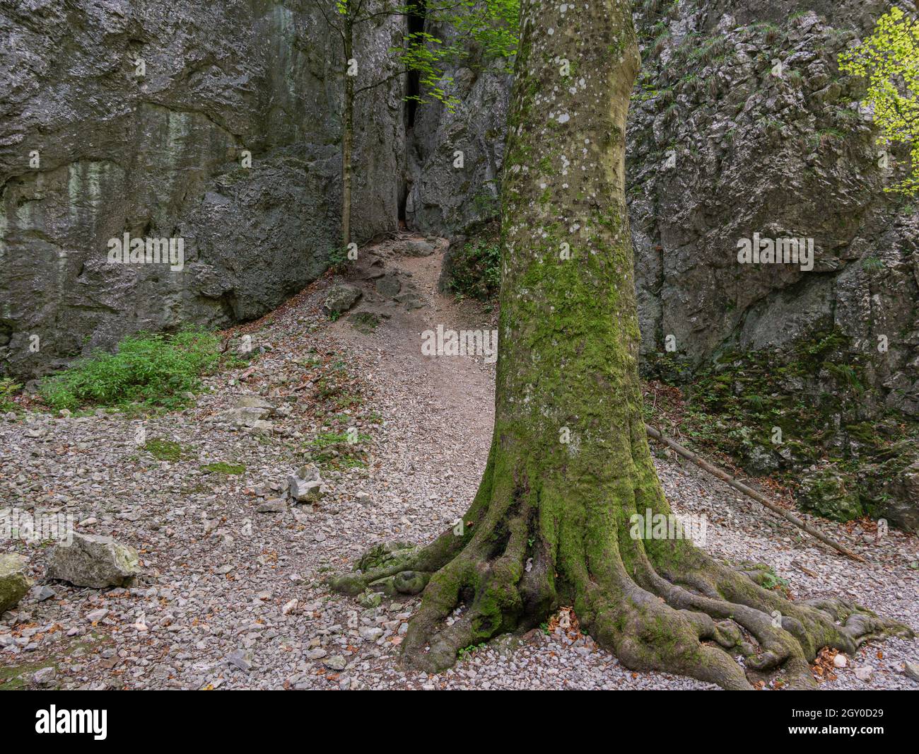 A solitary tree in front of a narrow rocky gorge Stock Photo