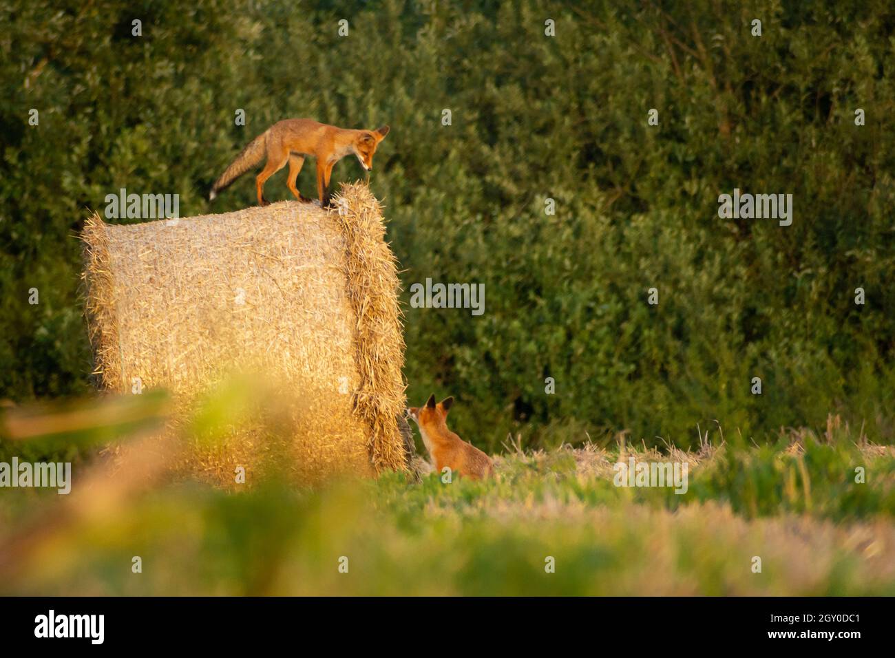 One fox on a hay bale and one on the ground Stock Photo