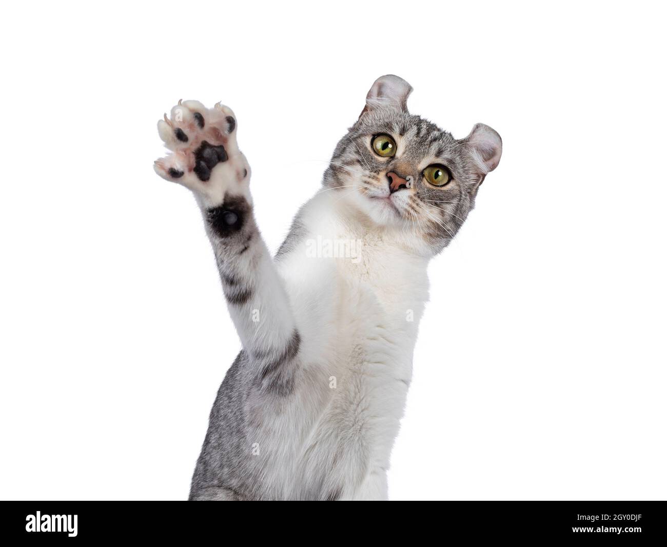 Head shot of Adult American Curl Shorthair cat, sitting up facing camera with one paw up. Looking straight to camera. Isolated on a white background. Stock Photo