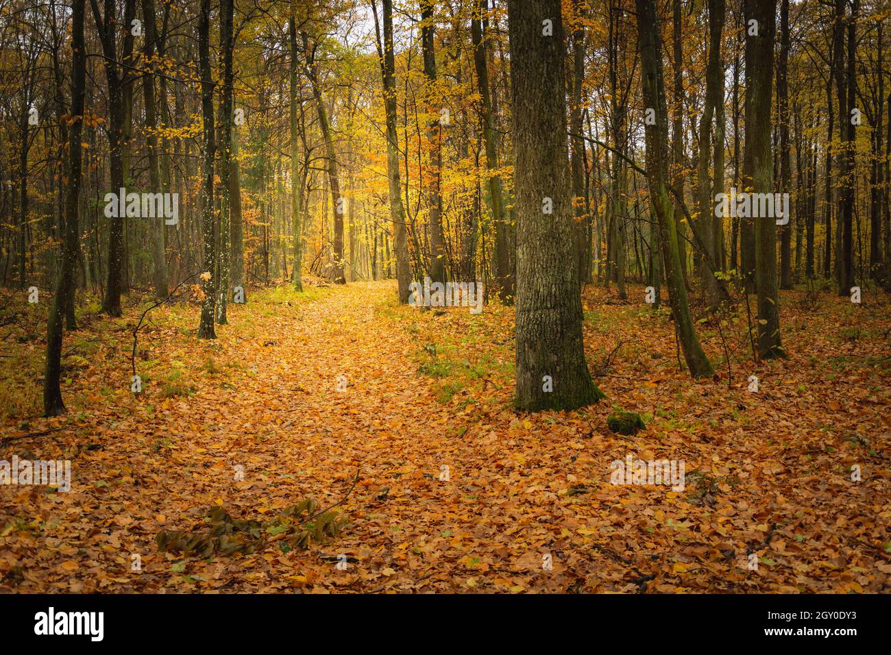 Path through the autumn dark orange forest Stock Photo
